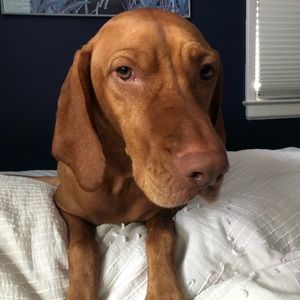 Meet your Posher, Colbert